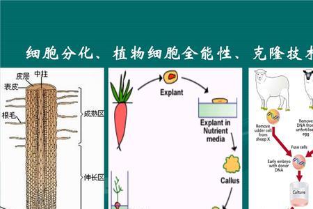 关于动物细胞的全能性