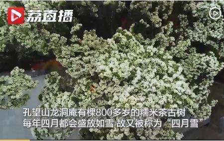 糯米茶树的养殖方法