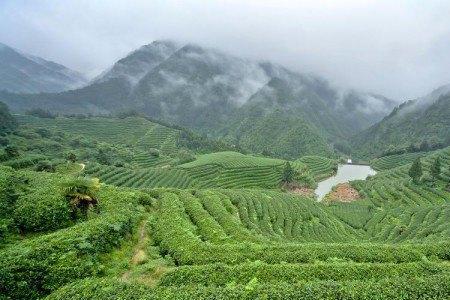 龙顶茶和龙井茶哪个贵