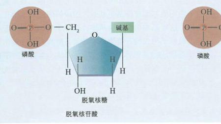 六碳单体和五碳单体的区别