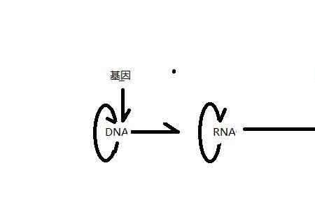 rna的基本骨架是什么