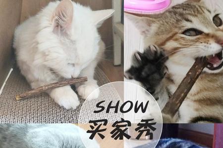 猫咬逗猫棒要制止吗