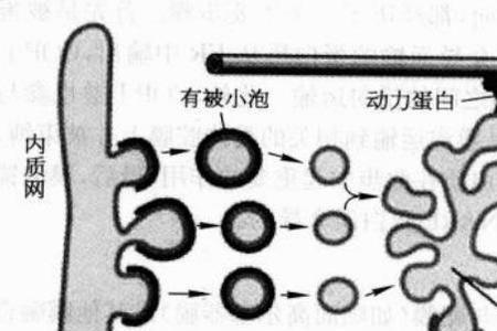 细胞壁是囊泡形成的吗