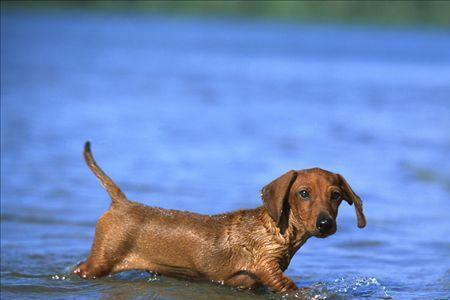 腊肠犬可以室内笼养吗