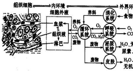 细胞内液就是内环境吗