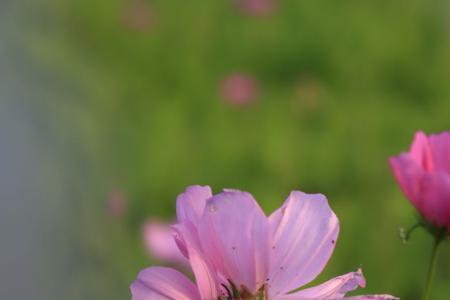 生命如花的意思