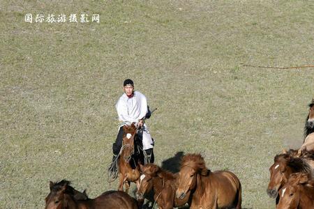 欲钱看万马奔腾是指什么生肖