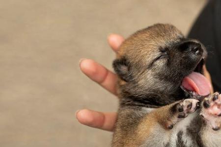 一个月的幼犬喂多少奶