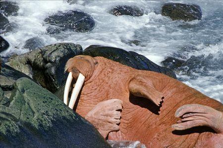 海象喝淡水还是海水