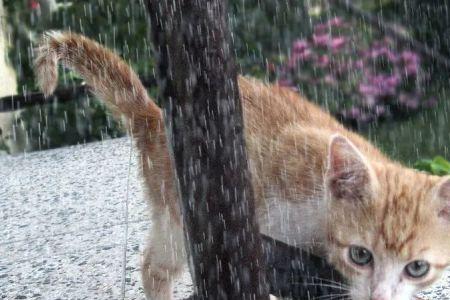 雨里的猫什么意思