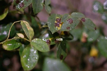 蔷薇科植物叶子有气味吗