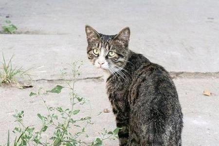 流浪猫走丢了会怎么样