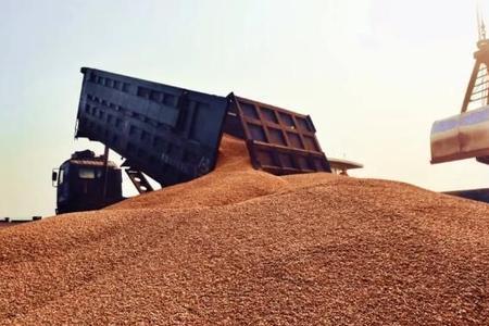 中国每年收粮食够自己用的吗