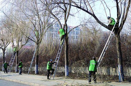 小区路边修剪平整的是什么树