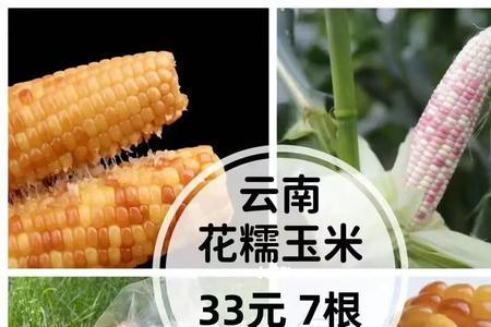 云南花超玉米介绍