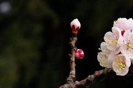 门外春将半闲花处处开赏析