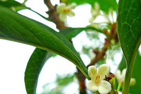 桂花是白花好还是黄花好