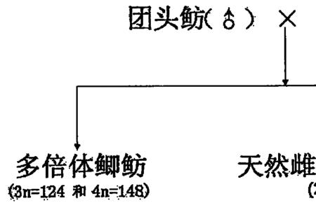 鱼的生殖发育特点