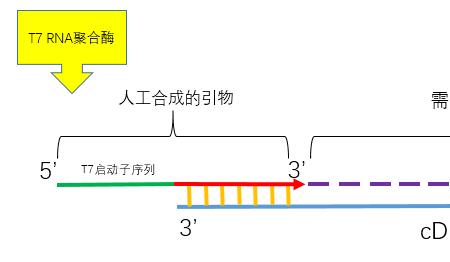 t rna功能是什么