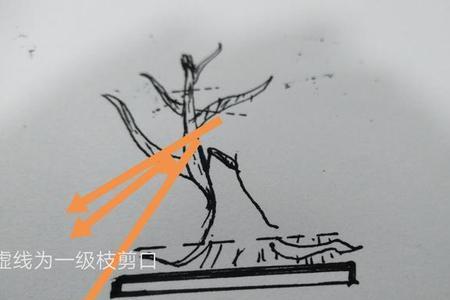 一级枝二级枝什么意思