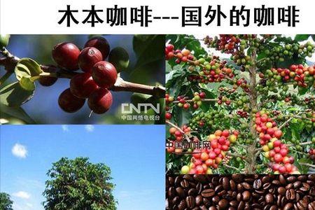 草本咖啡的优点和缺点