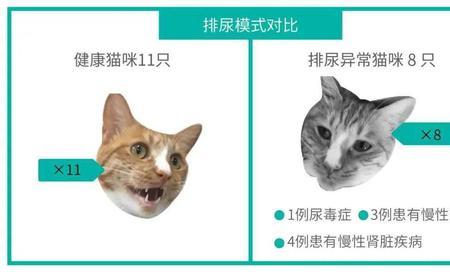 怎么发现猫尿痕迹