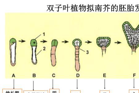 有胚乳种子和无胚乳种子的区别