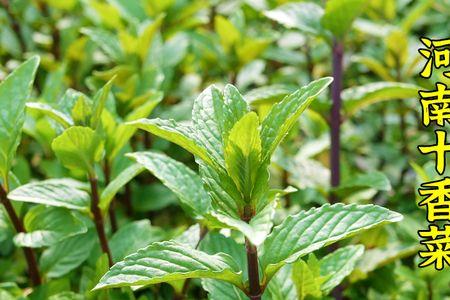 鱼香菜在室内种植可以吗