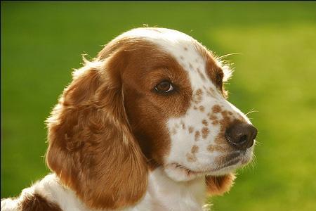 史宾格属于梗犬吗