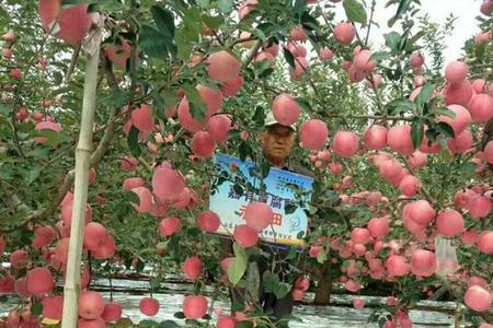 赵栋梁果业苹果大概多少一箱