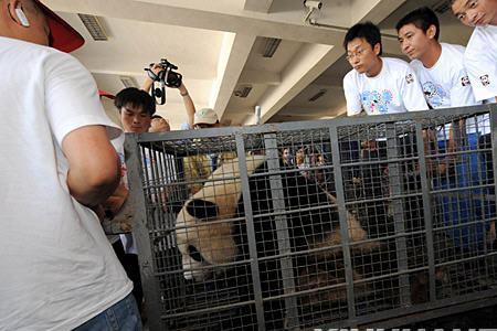 保护大熊猫志愿者活动是真的吗