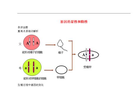 复等位基因产生的根本原因