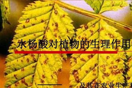 水杨酸在植物上的用量