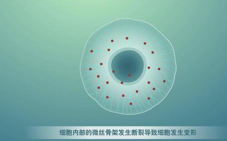 动物细胞哪些结构可以产生囊泡