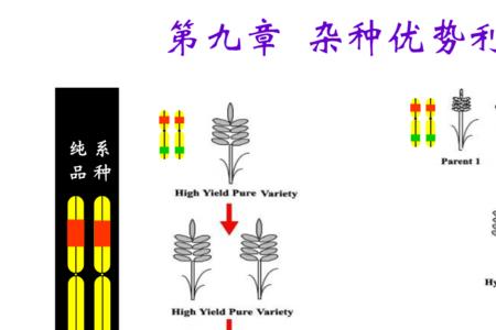 种子繁殖的优点包括哪些