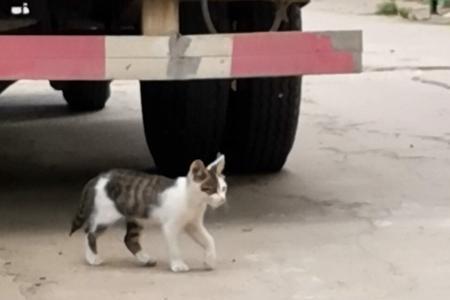 猫咪送人了跑了会往哪跑