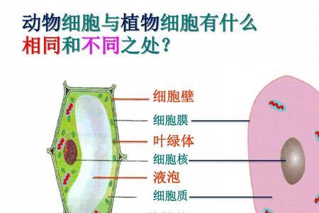 是否所有的植物细胞都有液泡