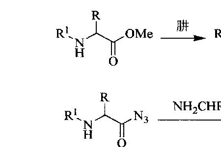 肽键的极性