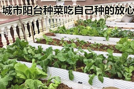 室闪楼顶钢棚下可以种菜吗