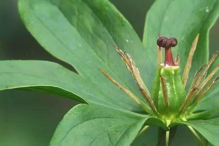 九叶一枝花和七叶一枝花的区别