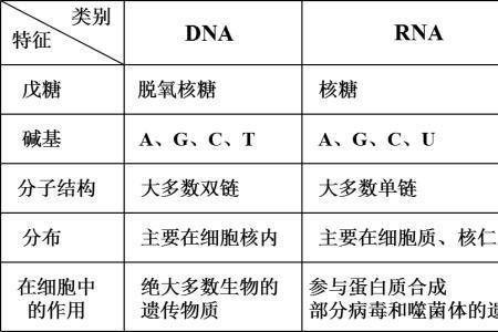 DNA复制和RNA转录的异同