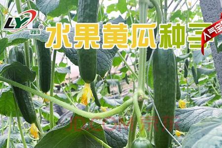 水果黄瓜种植成本和利润