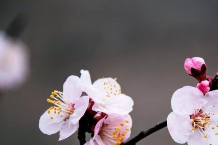 杏花花蕊是什么颜色