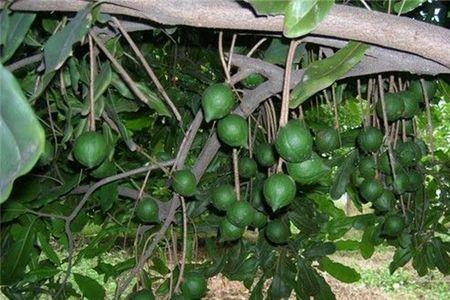 夏威夷果种植几年挂果