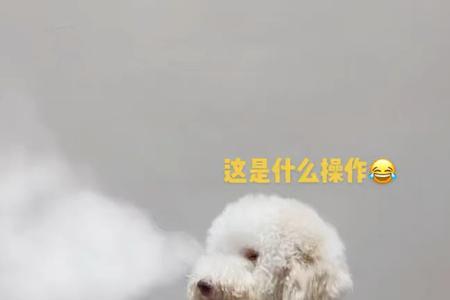 巨贵犬毛多长时间能长长