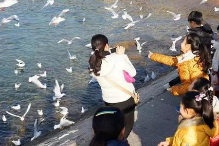 海鸥会到淡水河去吗