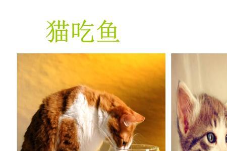 刺多的鱼可以给小猫吃吗