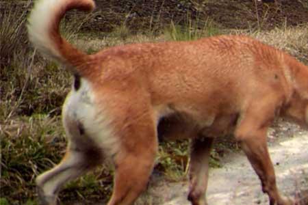 海德尼犬灭绝时间