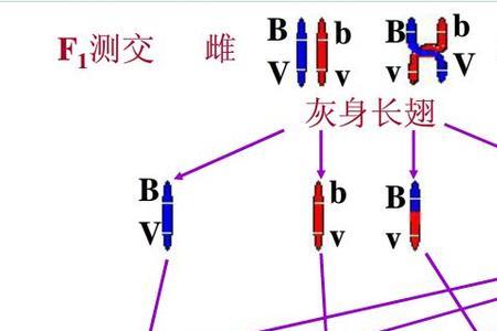 基因型和配子型的区别