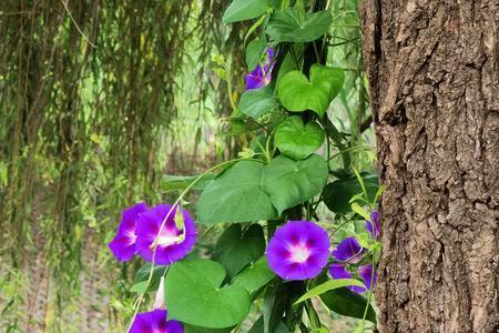 牵牛花花骨朵像什么的比喻句